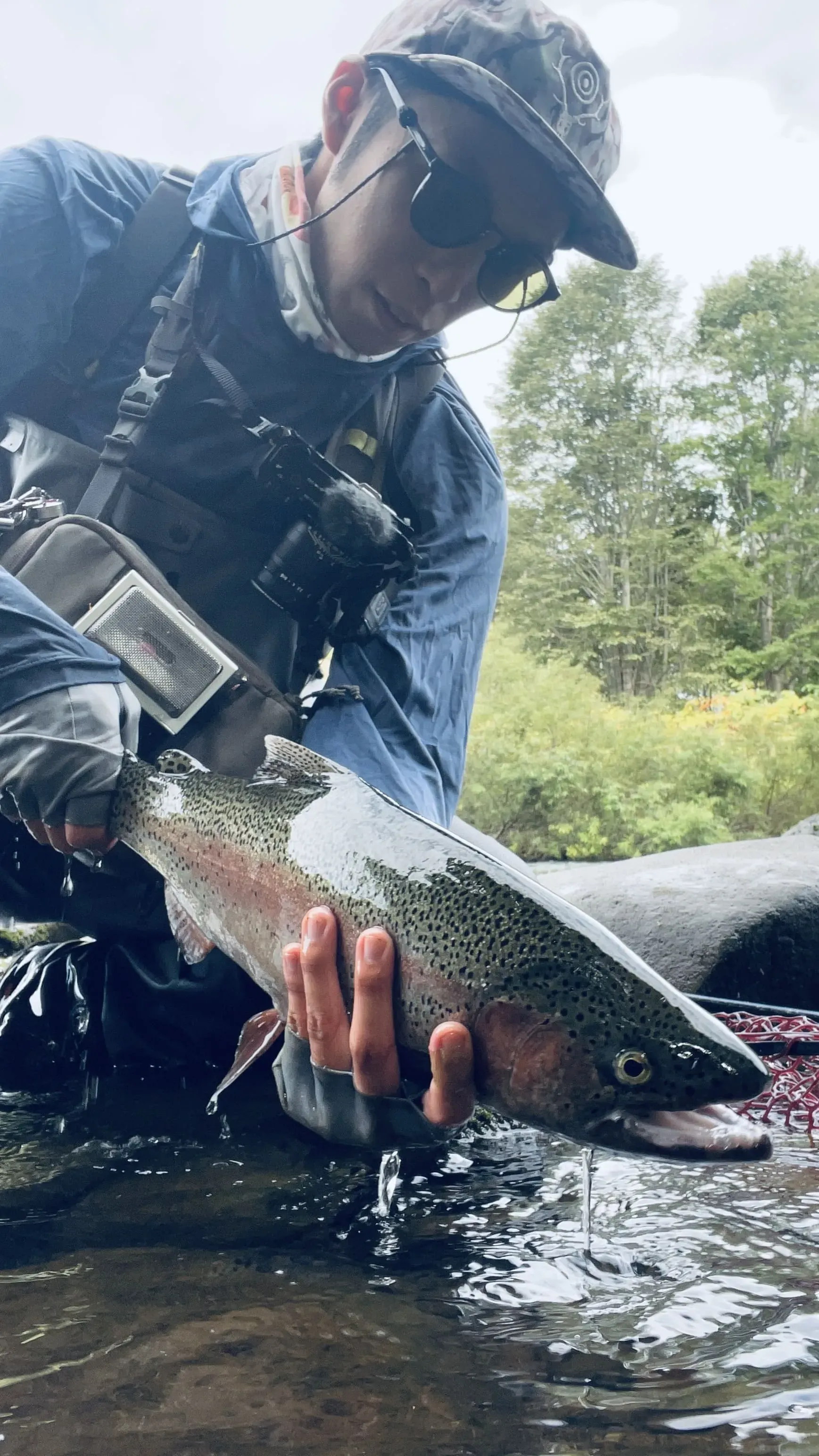 rainbow trout