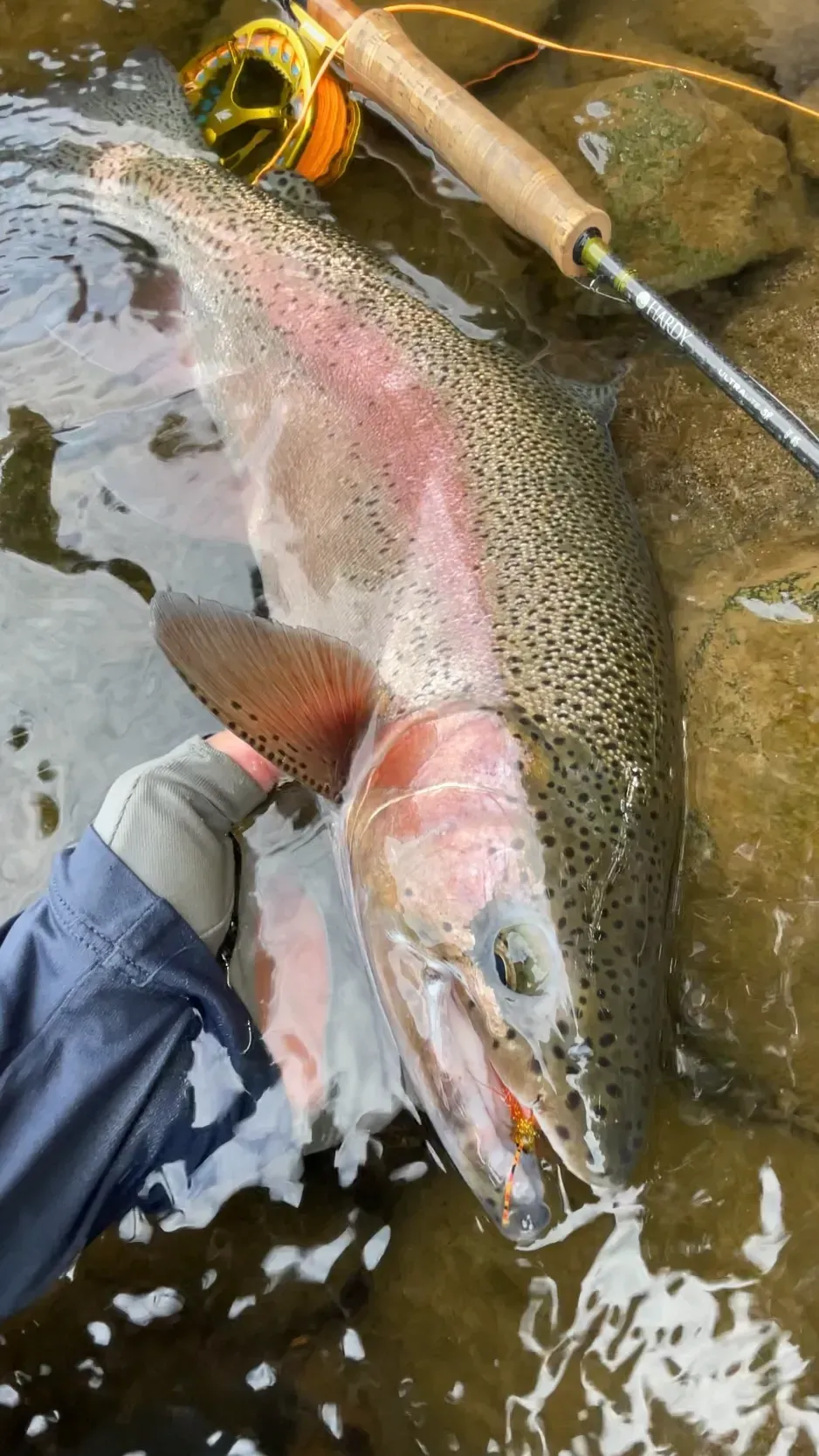 rainbow trout