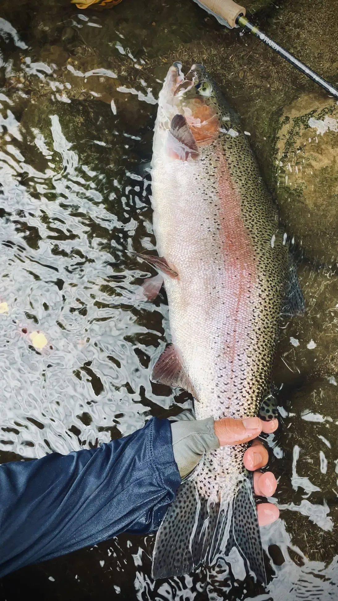 rainbow trout