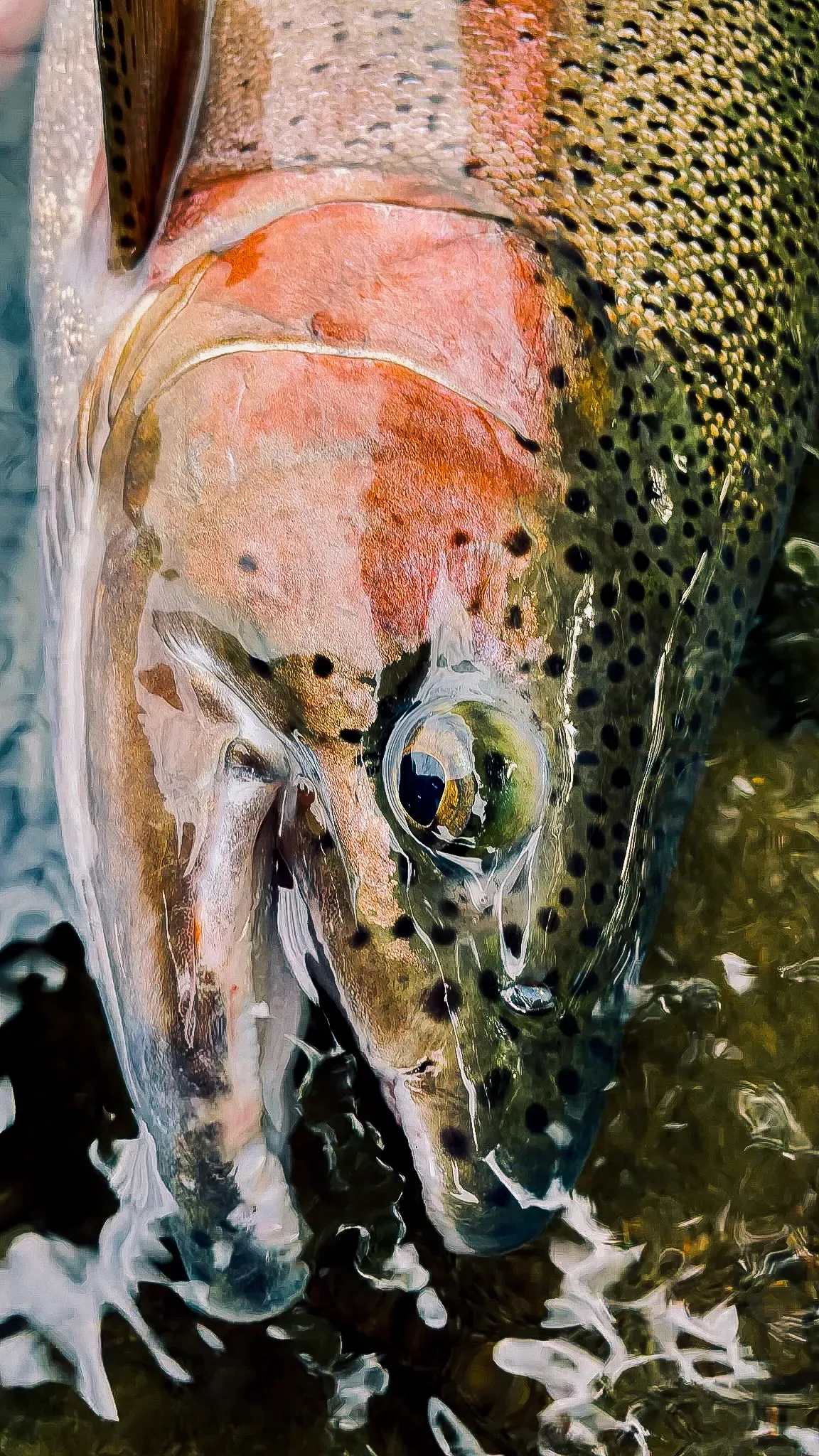 rainbow trout